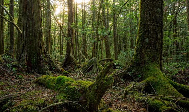 Aokigahara Forest